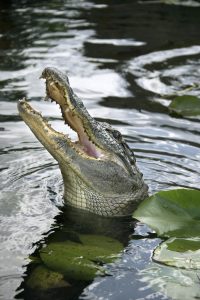 Gator