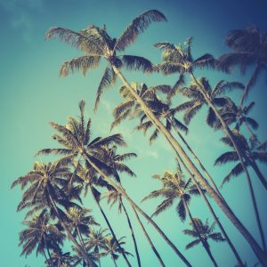 palm-trees